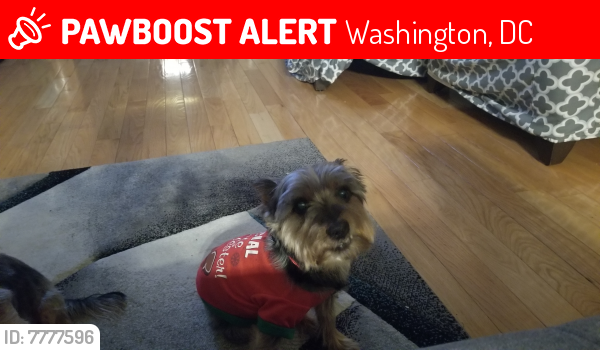 Lost Male Dog last seen Near Keefer Place NW, Washington, DC 20010