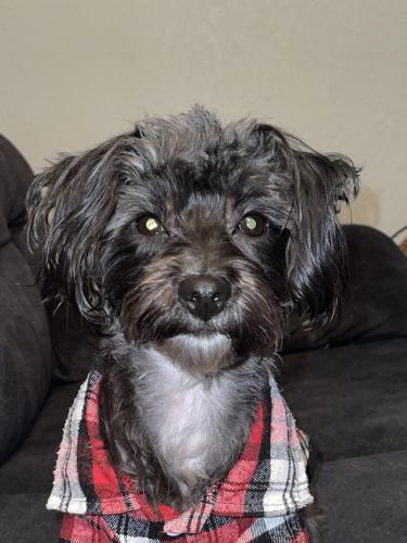 Lost Male Dog last seen Cecil Ave, near to the mechanical grge, San Jose, CA 95128