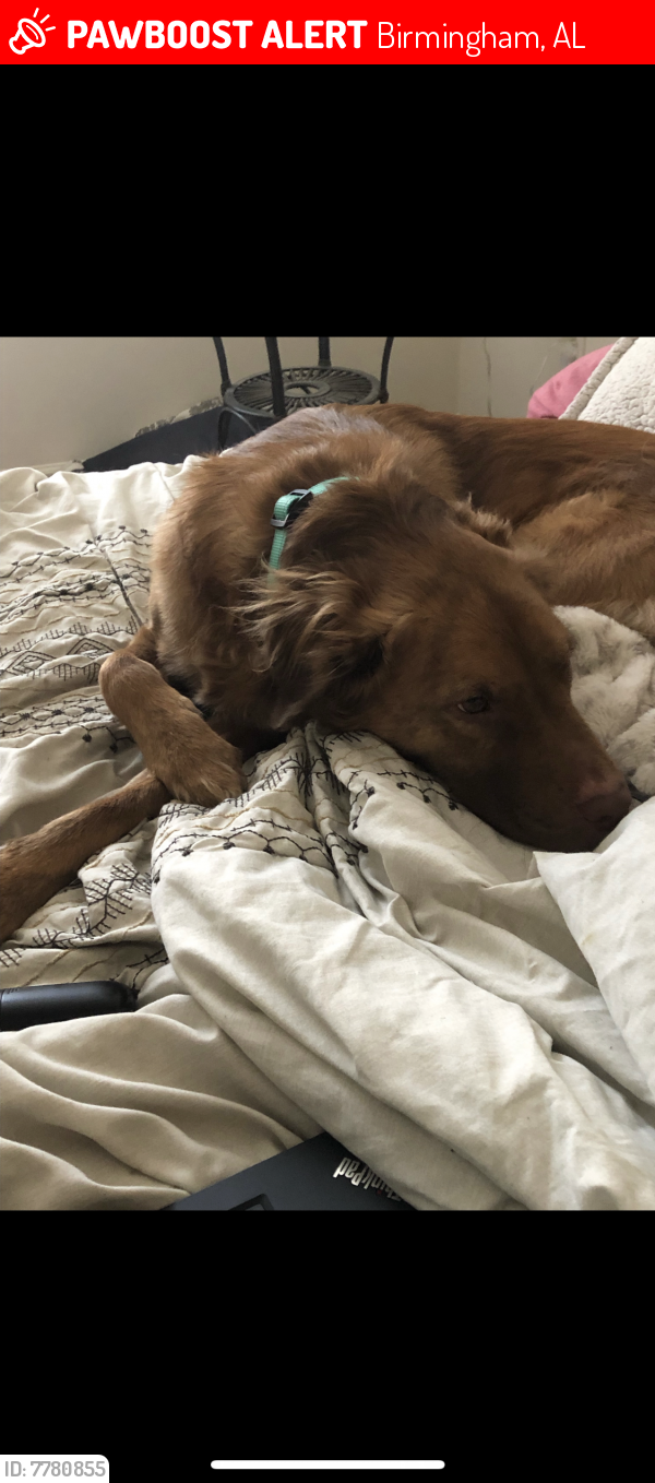 Lost Female Dog last seen Tapestry apmts, (old) Trinity hosp, st Francis Xavier, Birmingham, AL 35213