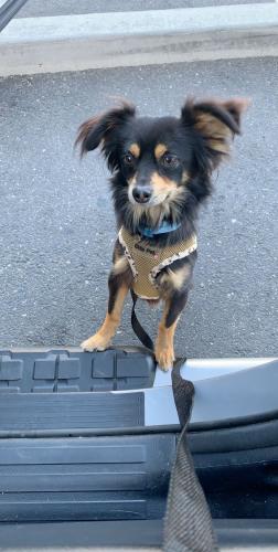 Lost Male Dog last seen Ezie st  and seven trees Blvd , San Jose, CA 95111