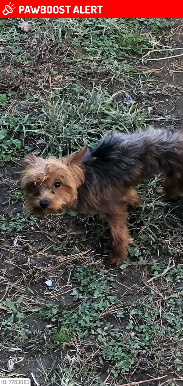 Lost Male Dog last seen Ingrid place & Nalley Rd, Prince George's County, MD 20785