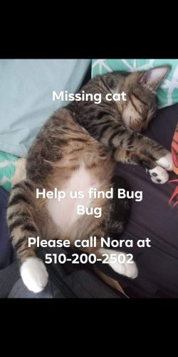 Lost Male Cat last seen N. Rampart St. & Gallier, New Orleans, LA 70117