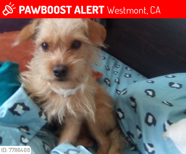 Lost Male Dog last seen 97th and normandie between budlong, Westmont, CA 90047