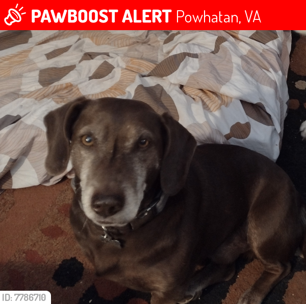 Lost Male Dog last seen Powhatan County Library/ Fighting Creek Park, Powhatan, VA 23139