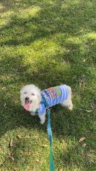 Reunited Female Dog last seen Bullis, Lynwood, CA 90262