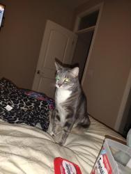 Lost Male Cat last seen Compass drive cottonwood ca, Lake California, CA 96022