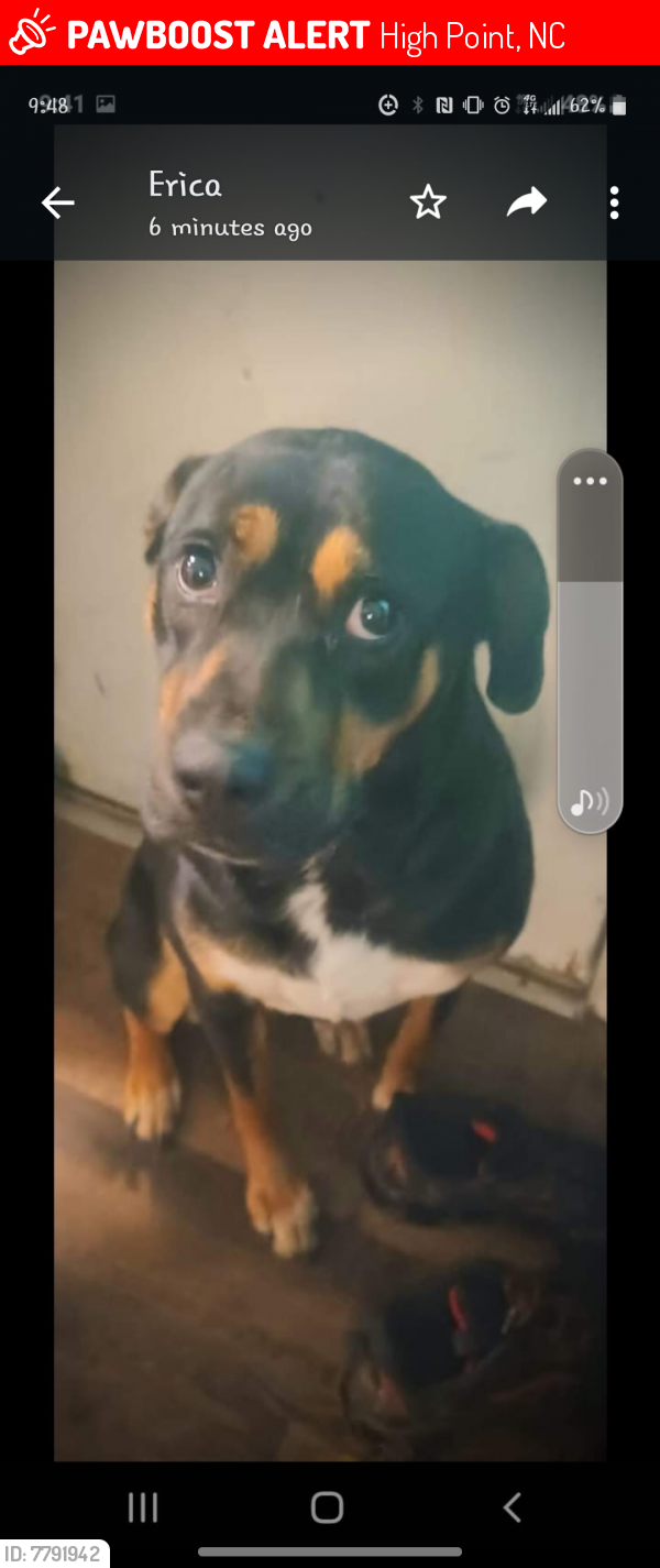 Lost Female Dog in High Point, NC 27263 Named Roxi (ID: 7791942) | PawBoost