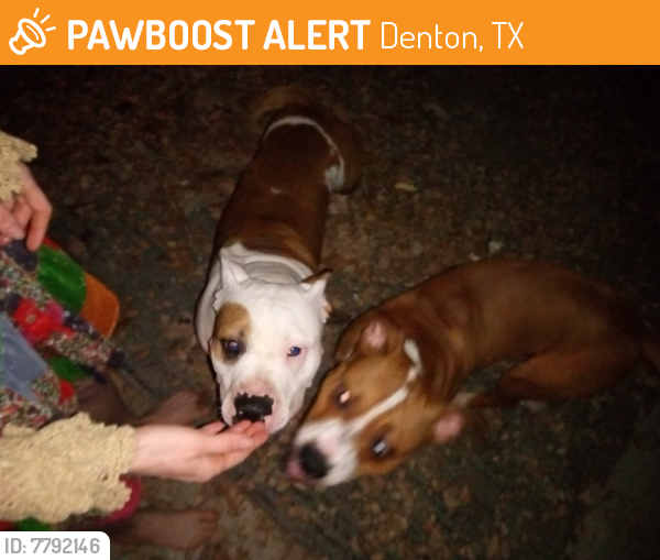 Found/Stray Male Dog last seen UC Denton apmt Complex, Denton, TX 76201