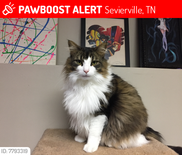 Lost Male Cat last seen Kiki went missing in the Cobbly Nob area in TN, we have reason to believe he’s made his way down the mountain, all possible sightings encouraged. , Sevierville, TN 37862