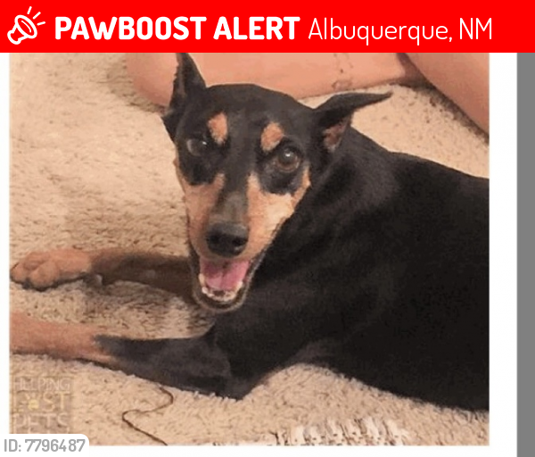 Lost Female Dog last seen Paseo del Norte/ Rainbow, Albuquerque, NM 87114