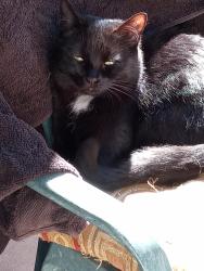Lost Female Cat last seen Green Valley Trail & Rockbrook, San Angelo, TX 76904