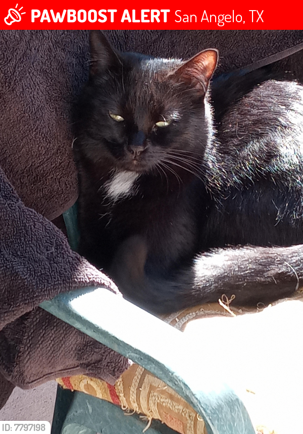 Lost Female Cat last seen Green Valley Trail & Rockbrook, San Angelo, TX 76904