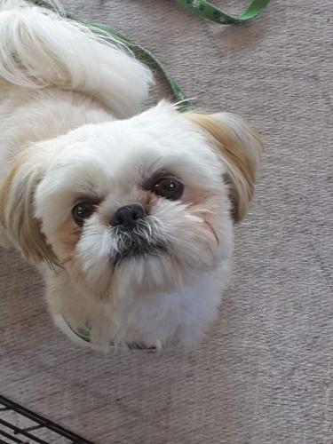 Lost Male Dog last seen Ithica and US 60 E, Chandler, AZ 85233