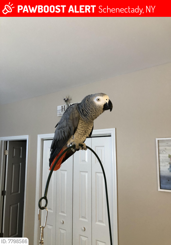 Lost Male Bird last seen Dobie Lane and Newcastle Road, Schenectady, NY 12303