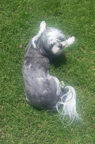 Lost Female Dog last seen 107th Ave and Rose Garden , Sun City, AZ 85373