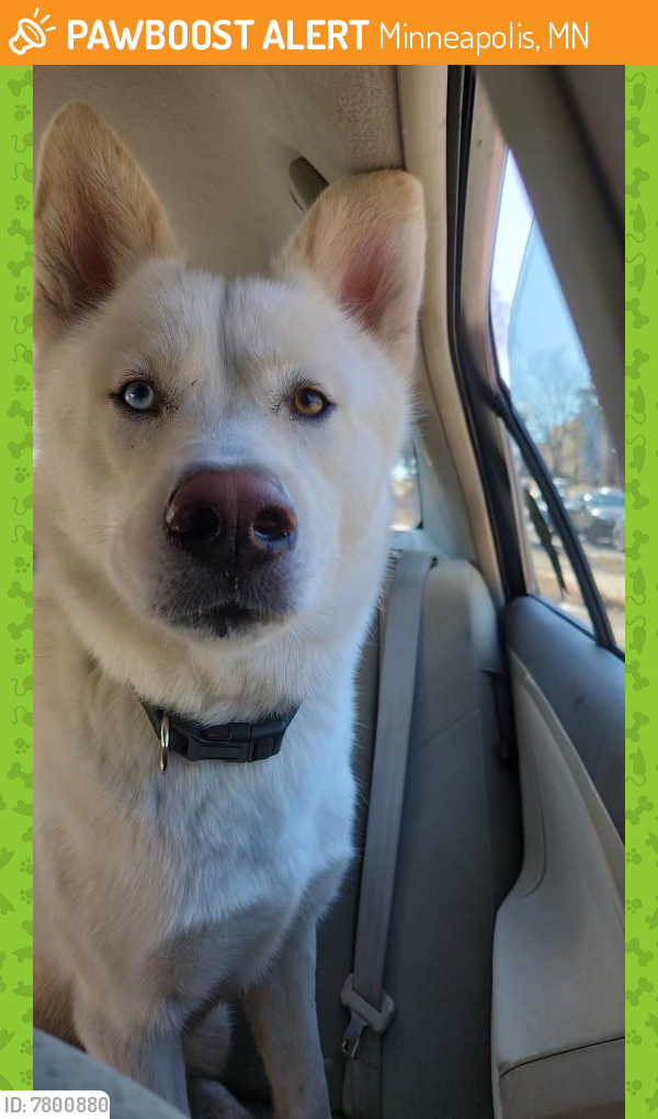 Found/Stray Male Dog last seen Chicago and 28th, Minneapolis, MN 55407