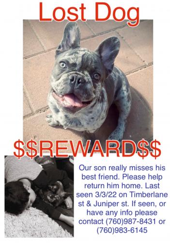 Lost Male Dog last seen Timberlane st Hesperia , Hesperia, CA 92345