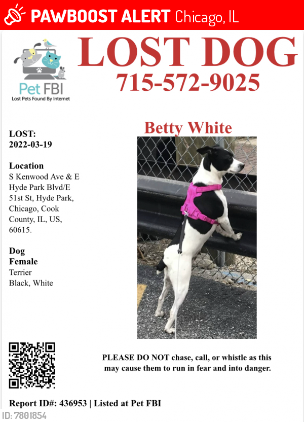 Lost Female Dog last seen Kenwood and 51st, Chicago, IL 60637