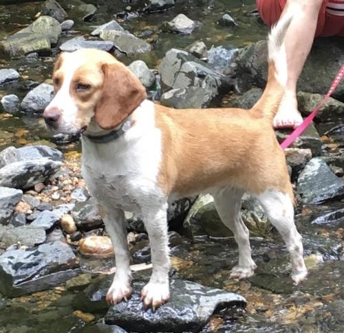 Lost Female Dog last seen Severn Rd and Reece Rd, Severn, MD 21144
