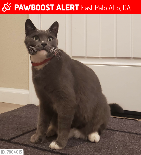 Lost Male Cat last seen Bay Rd & Pulgas Ave, East Palo Alto, CA 94303