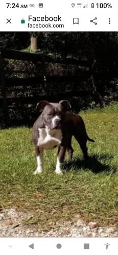 Lost Female Dog last seen Near and 41, Williston, FL 32696