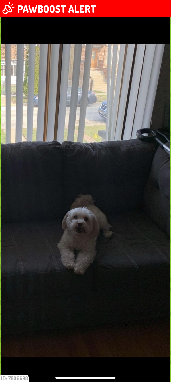 Lost Female Dog last seen Linder and 48th, Stickney Township, IL 60638