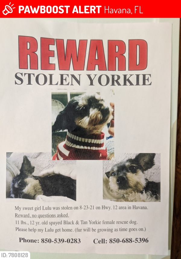 Lost Female Dog last seen Neighborhood, Havana, FL 32333