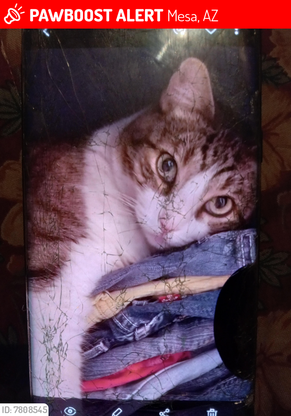 Lost Male Cat last seen 38th st and 39th st Birchwood and Balsam area Mesa 85206, Mesa, AZ 85206