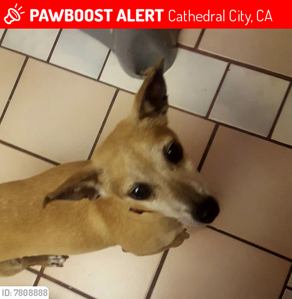 Lost Male Dog last seen 33rd Ave and Via de Anza, Cathedral City, CA 92234