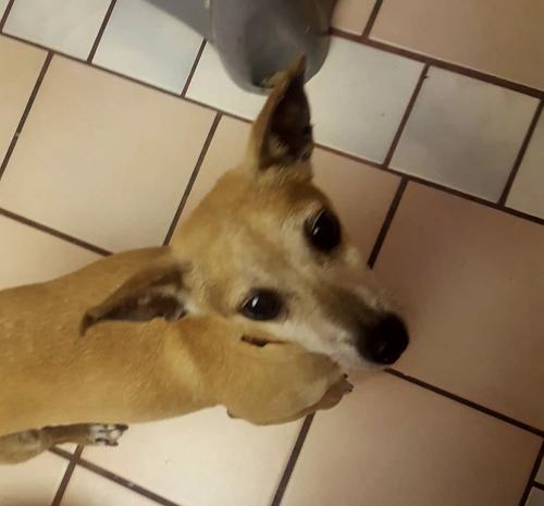 Lost Male Dog last seen 33rd Ave and Via de Anza, Cathedral City, CA 92234