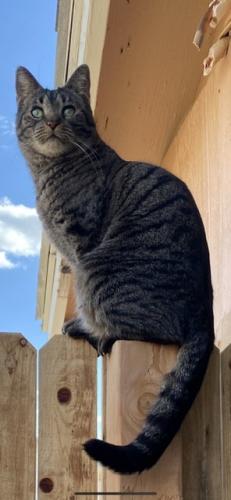 Lost Male Cat last seen 36th st and Grovers ave, Phoenix, AZ 85032