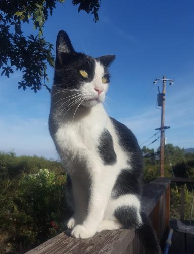 Lost Male Cat last seen Wayside Rd, Portola Valley, CA 94028