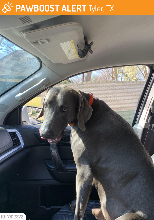 Found/Stray Male Dog last seen Off 5th and Chilton in the middle of 5th street, Tyler, TX 75701