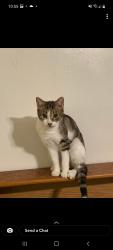Lost Female Cat last seen Rainier and Leconte Way, Jefferson County, TN 37725