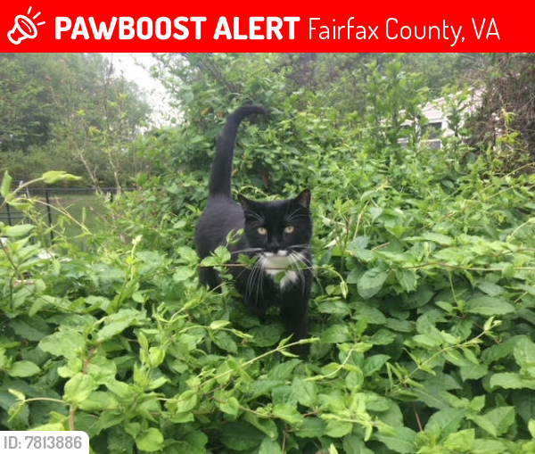 Lost Male Cat last seen Plantation Drive, Alexandria, VA 22309, Fairfax County, VA 22309