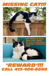 Lost Male Cat last seen Ormwood Ave SE, Atlanta, GA 30312