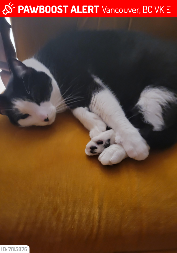 Lost Male Cat last seen Yew st and W.1st , Vancouver, BC V6K 3E8