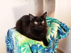 Lost Male Cat last seen Near W & I-215, Murray UT, Murray, UT 84047