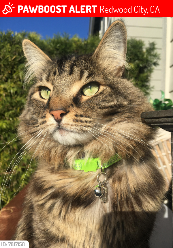 Lost Female Cat last seen Canvasback and Eyelet Lane - Redwood Shores, Redwood City, CA 94065