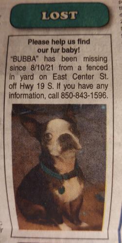 Lost Male Dog last seen Hwy 19 South, Taylor County, FL 32348