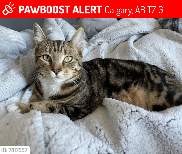 Lost Male Cat last seen Copperfield SE, Calgary, AB T2Z 1G6