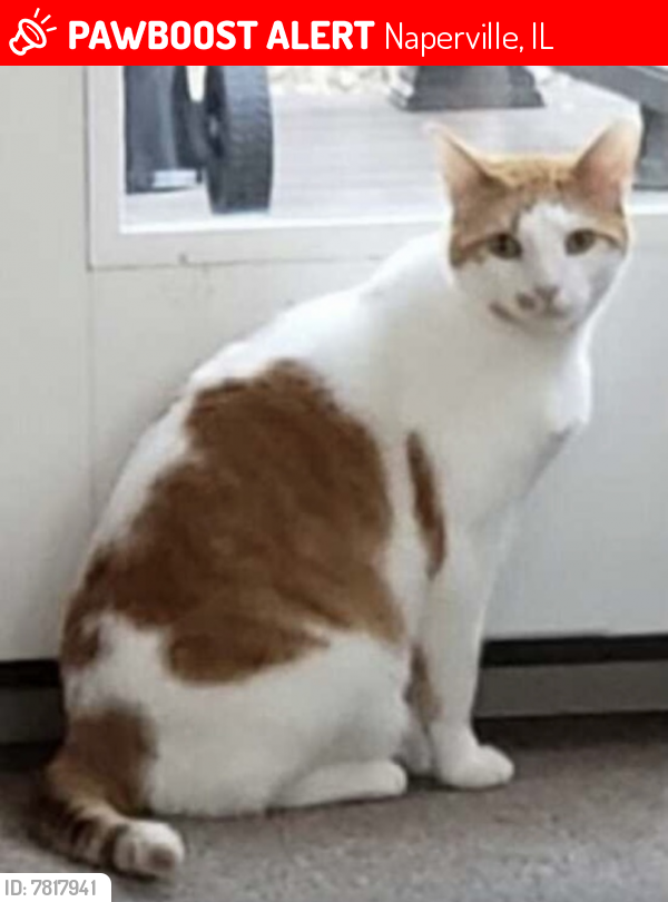 Lost Male Cat last seen Greene valley forest preserve , Naperville, IL 60540