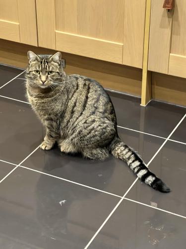 Lost Male Cat last seen Woodland Way , Greater London, England BR4