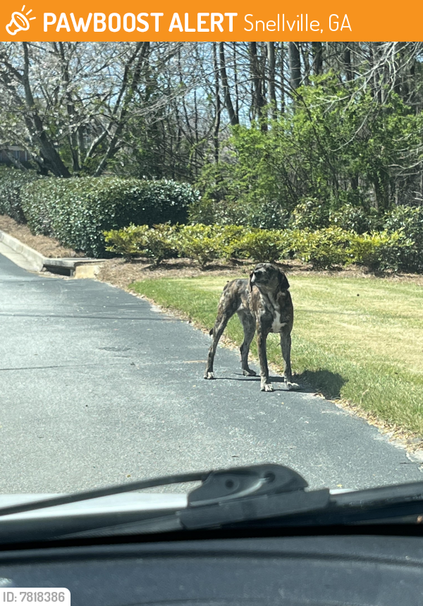 Found/Stray Male Dog in Snellville, GA 30078 (ID 7818386) PawBoost