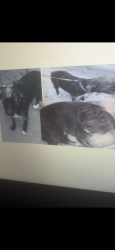 Lost Male Dog last seen Zane Grey Ln and Indian Hollow , Canyon Lake, TX 78070