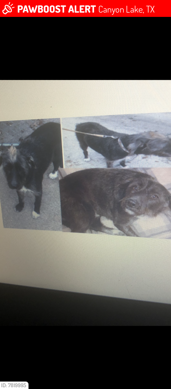 Lost Male Dog last seen Zane Grey Ln and Indian Hollow , Canyon Lake, TX 78070