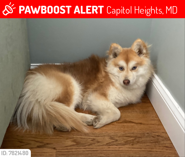 Lost Male Dog last seen Sheriff Rd. & Addison Rd., Capitol Heights, MD 20743