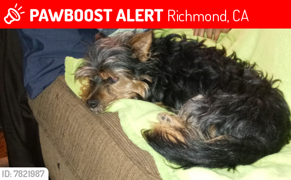 Lost Male Dog last seen Ripley, Richmond, CA 94801