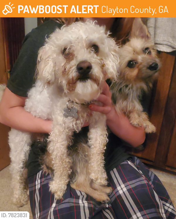 Rehomed Male Dog last seen Mundys Mill Rd and Fitzgerald Rd, Clayton County, GA 30238