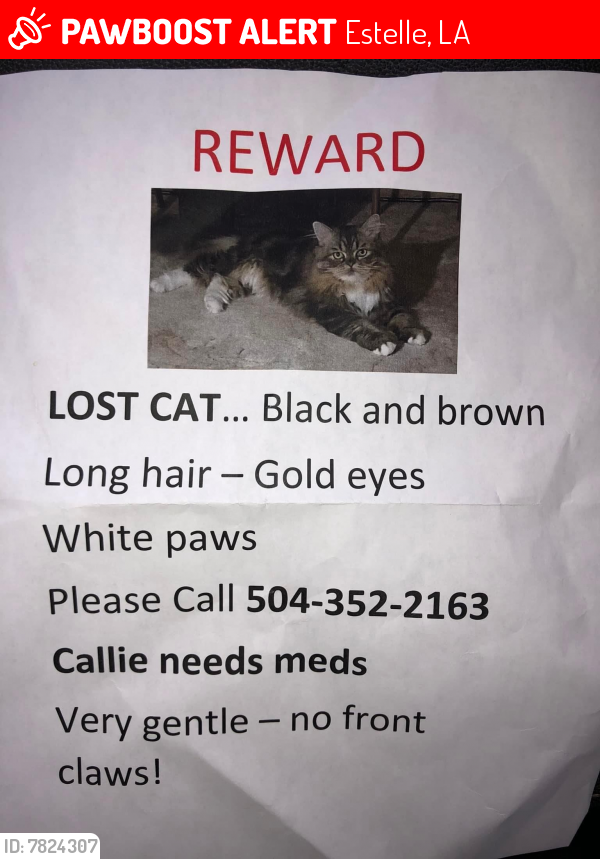 Lost Female Cat last seen blanche st, marrero, Estelle, LA 70072